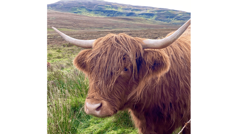 From Wild to Tame: How Domestication Transforms Gut Microbiota