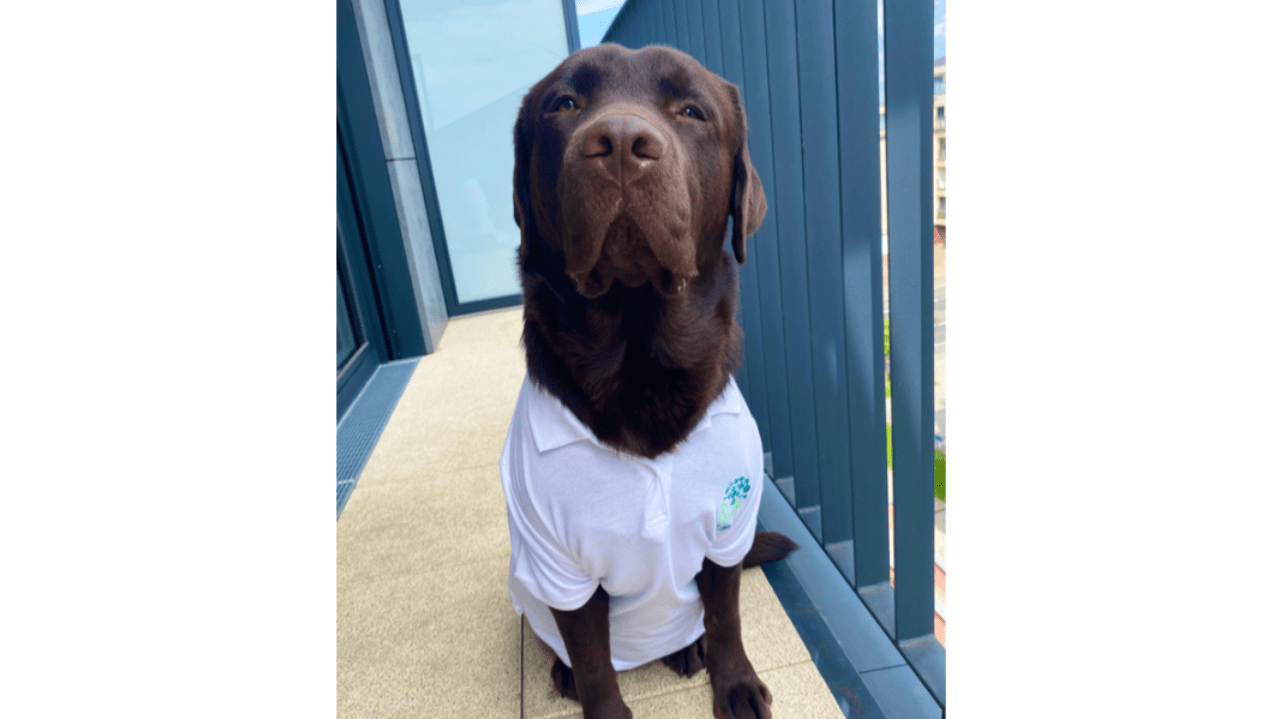 Barney’s Belly Talk: Sniffing Out the Secrets of My Gut
