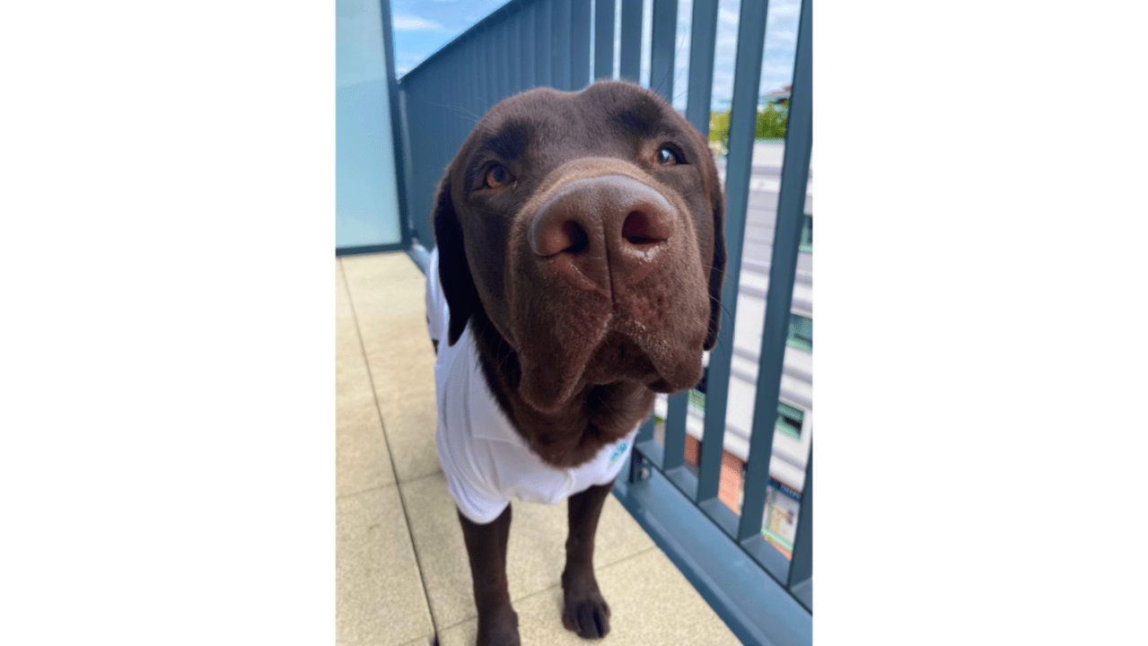 Tails, Treats & Tummies: The Diet–Microbiome Connection